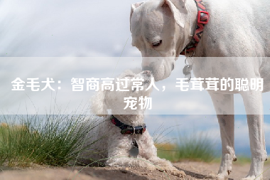 金毛犬：智商高过常人，毛茸茸的聪明宠物