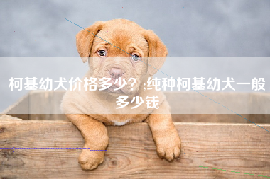 柯基幼犬价格多少？;纯种柯基幼犬一般多少钱