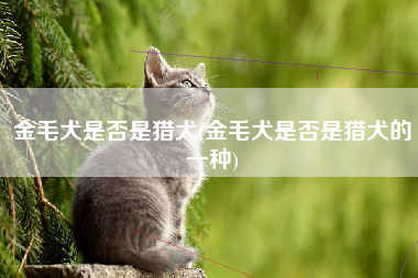 金毛犬是否是猎犬(金毛犬是否是猎犬的一种)