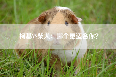 柯基VS柴犬：哪个更适合你？