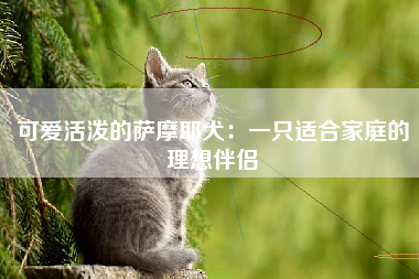 可爱活泼的萨摩耶犬：一只适合家庭的理想伴侣