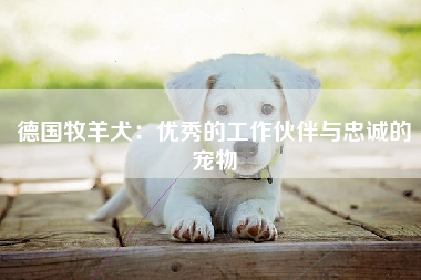 德国牧羊犬：优秀的工作伙伴与忠诚的宠物