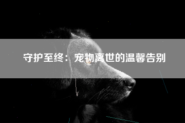 守护至终：宠物离世的温馨告别