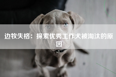 边牧失格：探索优秀工作犬被淘汰的原因