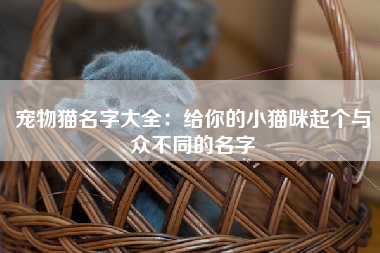 宠物猫名字大全：给你的小猫咪起个与众不同的名字