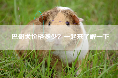 巴哥犬价格多少？一起来了解一下