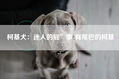 柯基犬：迷人的屁”事-有尾巴的柯基