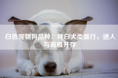 白色宠物狗品种：纯白犬类盛行，迷人与高雅并存