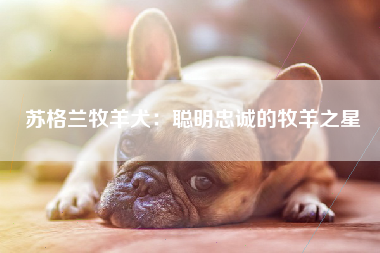 苏格兰牧羊犬：聪明忠诚的牧羊之星