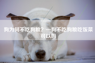 狗为何不吃狗粮？—狗不吃狗粮吃饭菜可以吗