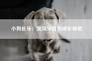 小狗长牙：宝贝牙齿的成长秘密