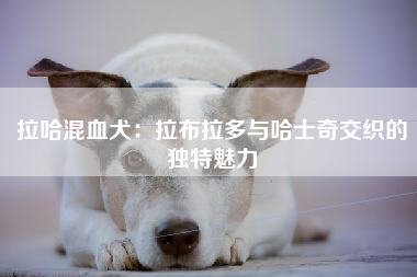 拉哈混血犬：拉布拉多与哈士奇交织的独特魅力