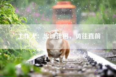 工作犬：忠诚伴侣，勇往直前