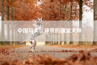 中国马犬：神奇的国宝犬种