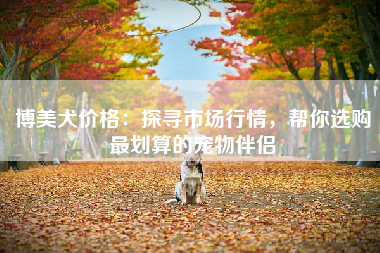 博美犬价格：探寻市场行情，帮你选购最划算的宠物伴侣