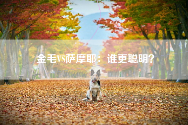 金毛VS萨摩耶：谁更聪明？