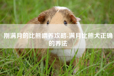 刚满月的比熊喂养攻略-满月比熊犬正确的养法