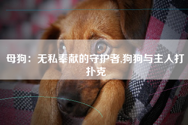 母狗：无私奉献的守护者,狗狗与主人打扑克