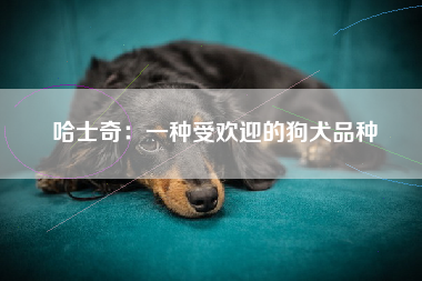 哈士奇：一种受欢迎的狗犬品种