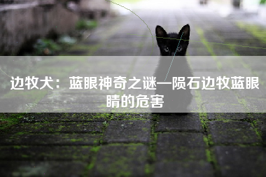 边牧犬：蓝眼神奇之谜—陨石边牧蓝眼睛的危害