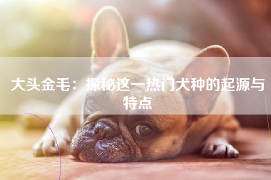 大头金毛：探秘这一热门犬种的起源与特点