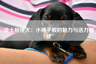 波士顿梗犬：小狮子般的魅力与活力相伴