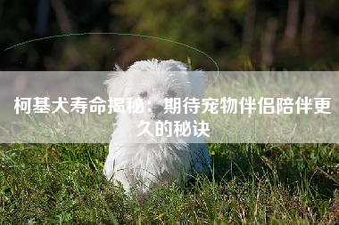 柯基犬寿命揭秘：期待宠物伴侣陪伴更久的秘诀