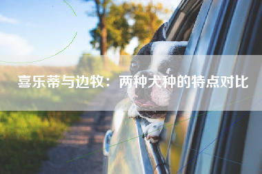 喜乐蒂与边牧：两种犬种的特点对比