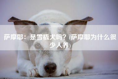 萨摩耶：是雪橇犬吗？(萨摩耶为什么很少人养)