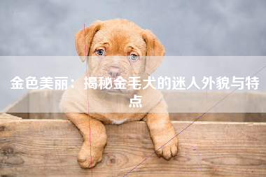 金色美丽：揭秘金毛犬的迷人外貌与特点