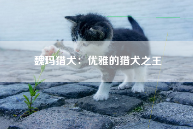 魏玛猎犬：优雅的猎犬之王