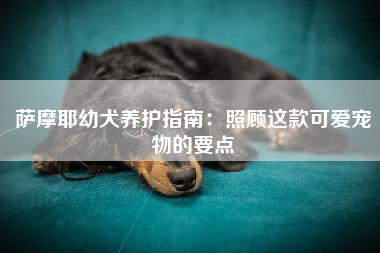 萨摩耶幼犬养护指南：照顾这款可爱宠物的要点