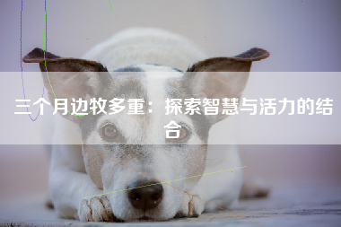 三个月边牧多重：探索智慧与活力的结合