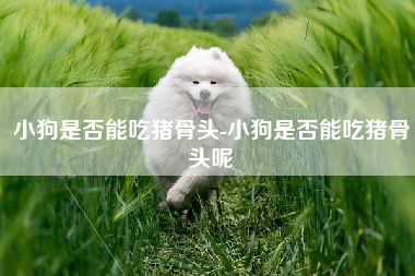 小狗是否能吃猪骨头-小狗是否能吃猪骨头呢