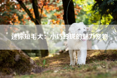 迷你短毛犬：小巧玲珑的魅力宠物