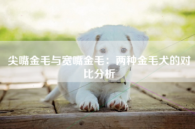 尖嘴金毛与宽嘴金毛：两种金毛犬的对比分析