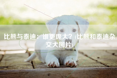 比熊与泰迪：谁更庞大？(比熊和泰迪杂交犬图片)