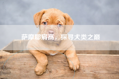 萨摩耶肩高，探寻犬类之巅