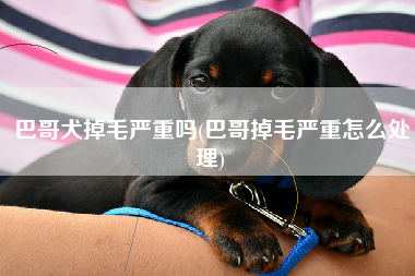 巴哥犬掉毛严重吗(巴哥掉毛严重怎么处理)