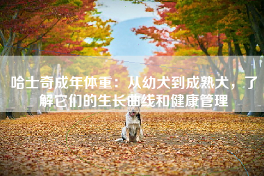 哈士奇成年体重：从幼犬到成熟犬，了解它们的生长曲线和健康管理