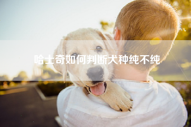 哈士奇如何判断犬种纯不纯