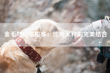 金毛与拉布拉多：优秀犬种的完美结合