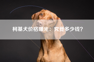 柯基犬价格曝光：究竟多少钱？