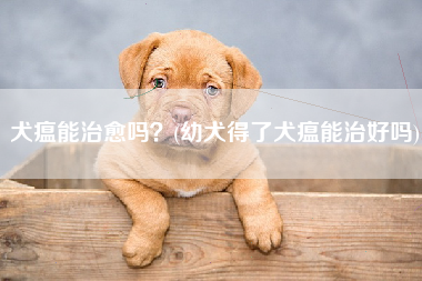 犬瘟能治愈吗？(幼犬得了犬瘟能治好吗)