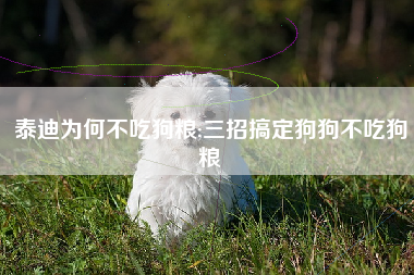 泰迪为何不吃狗粮;三招搞定狗狗不吃狗粮