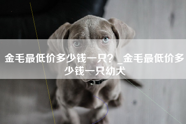 金毛最低价多少钱一只？_金毛最低价多少钱一只幼犬