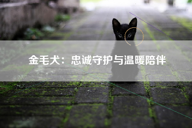 金毛犬：忠诚守护与温暖陪伴