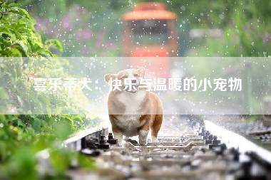 喜乐蒂犬：快乐与温暖的小宠物