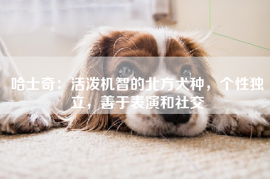 哈士奇：活泼机智的北方犬种，个性独立，善于表演和社交