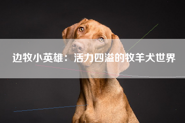 边牧小英雄：活力四溢的牧羊犬世界